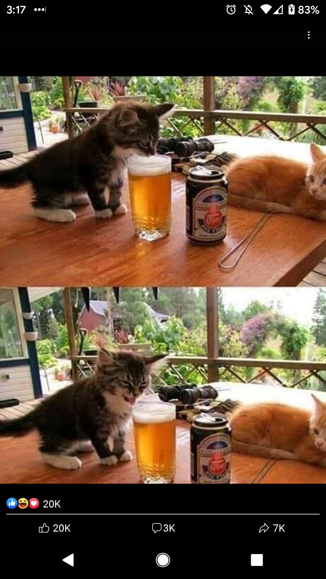 This meme is a photo of two cats, one with its paw on a beer glass and the other with its paw on a catnip toy. The text "Cats are like beer and catnip" appears above the image. The meme is likely poking fun at the idea that cats have a unique and quirky relationship with both beer and catnip.